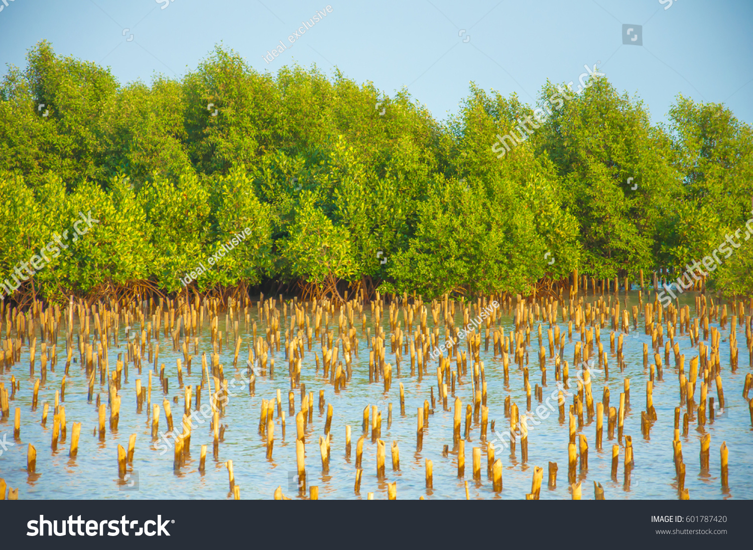 Mangrove Forest Bamboo Embroidered Sea Stock Photo 601787420 | Shutterstock