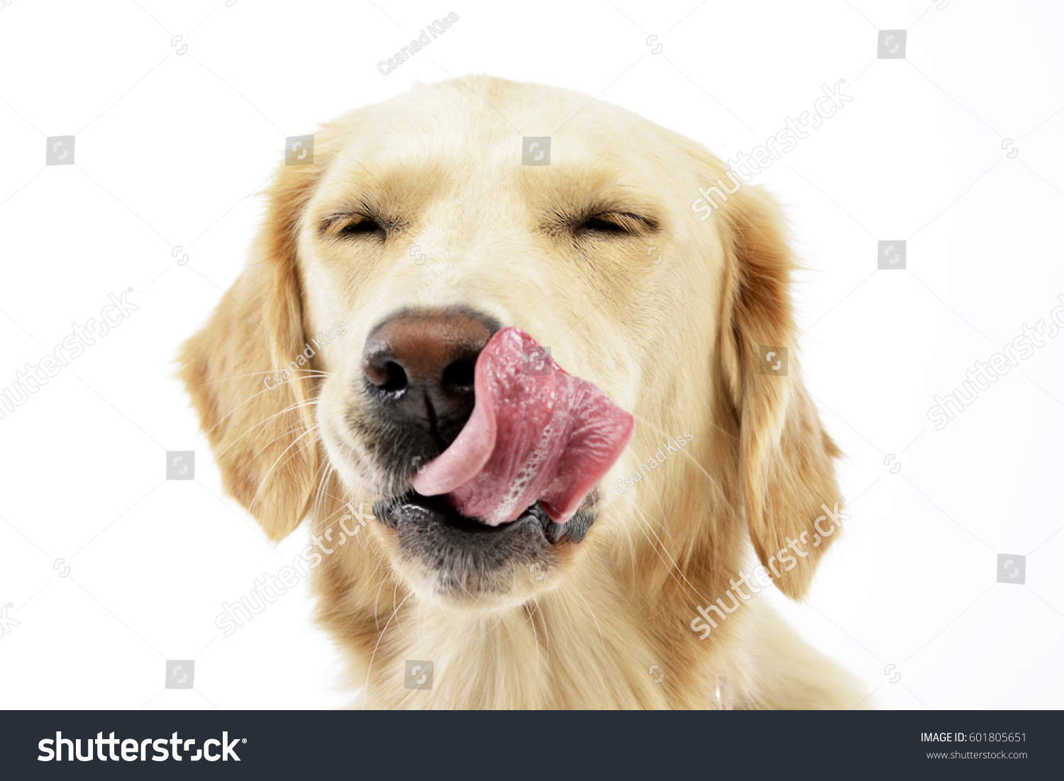 Adorable Golden Retriever Puppy Licking Her Stock Photo 601805651 ...