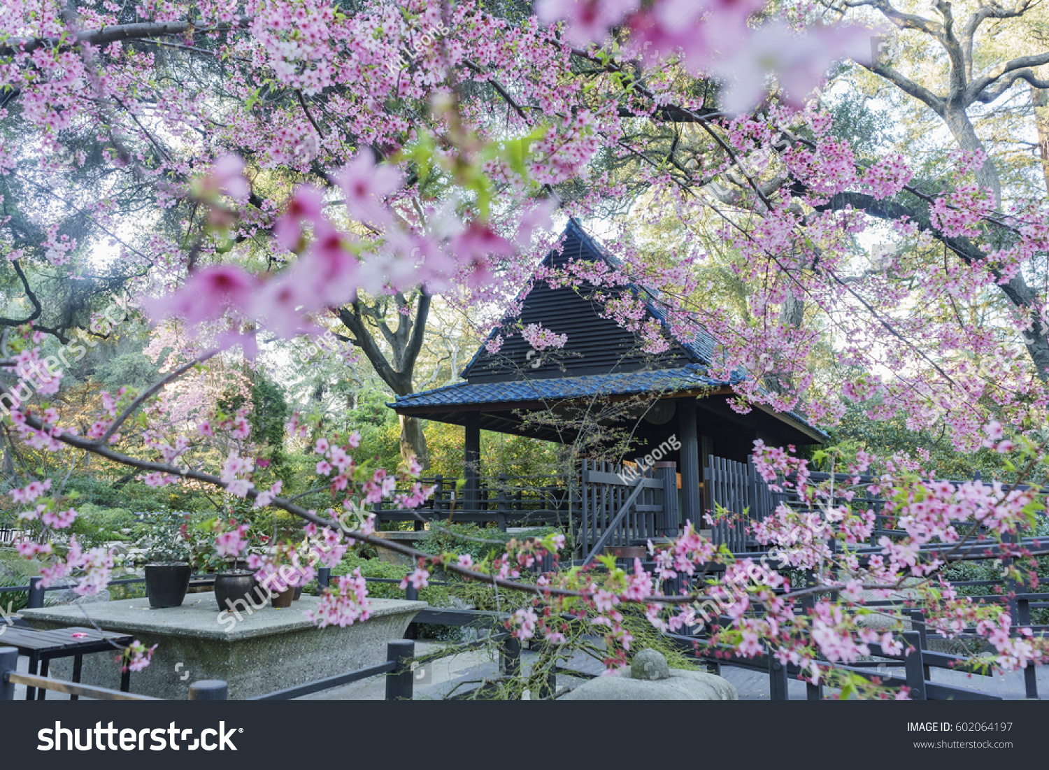 Beautiful Cherry Blossom Japanese Garden Descanso Stock Photo 602064197