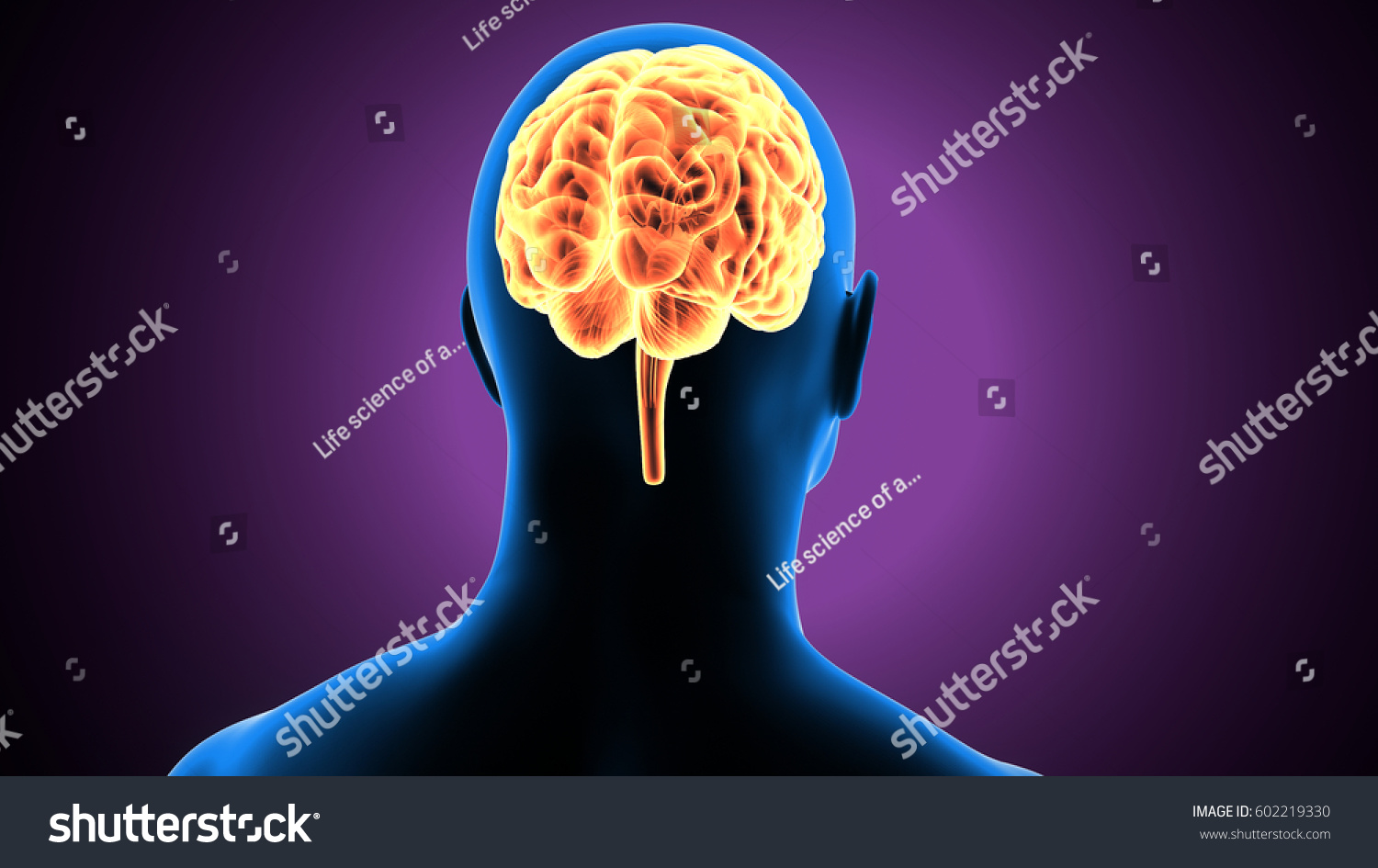 3d Illustration Human Brain Anatomy Stock Illustration 602219330 Shutterstock 7976
