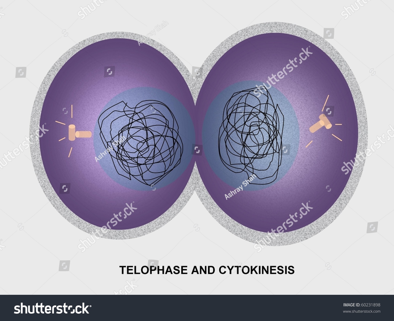 Cell Division Mitosis Telophase Cytokinesis Stock Illustration 60231898 ...