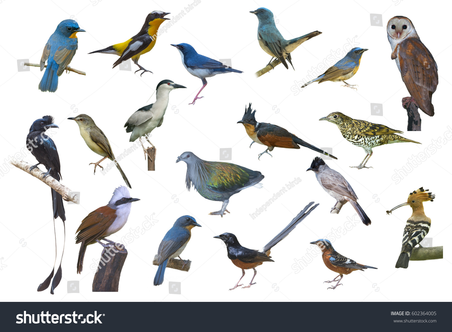 Set Birds Isolated On White Background Stock Photo 602364005 | Shutterstock