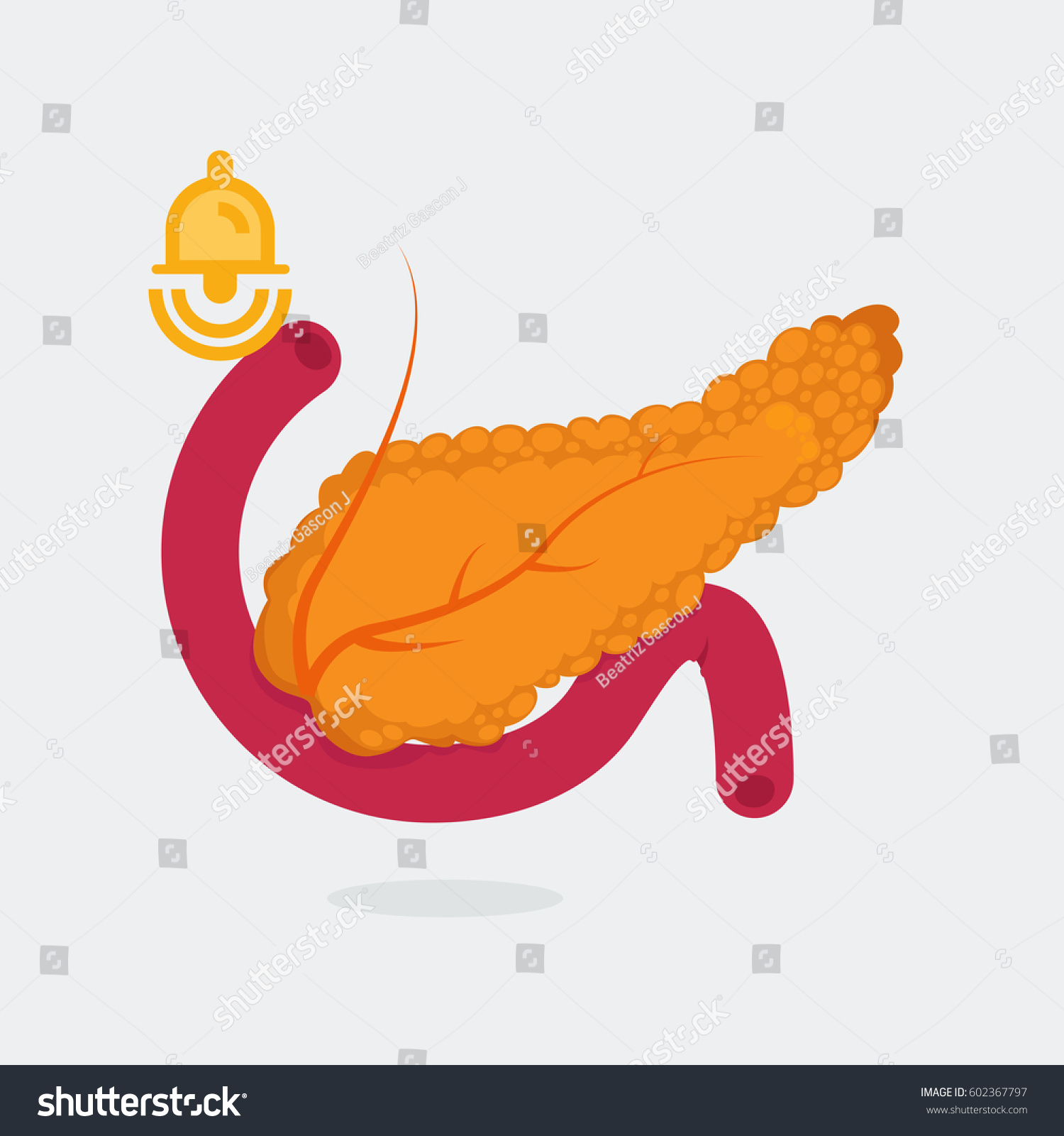 Pancreas Vector Illustration Stock Vector (Royalty Free) 602367797 ...