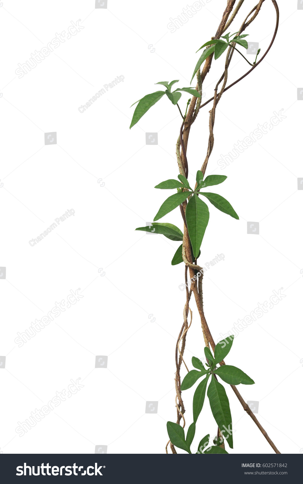 Twisted Jungle Vines Palmately Leaves Wild Stock Photo 602571842 ...