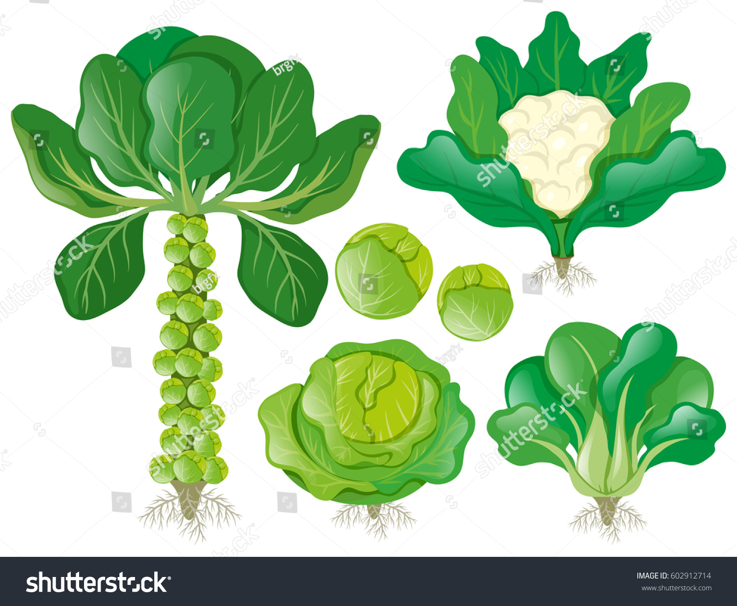 different-types-head-vegetables-illustration-stock-vector-royalty-free