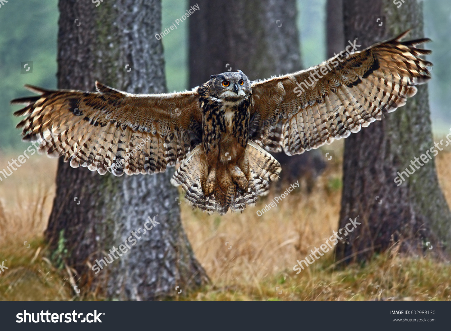 Flying Eurasian Eagle Owl Open Wings Stock Photo 602983130 | Shutterstock