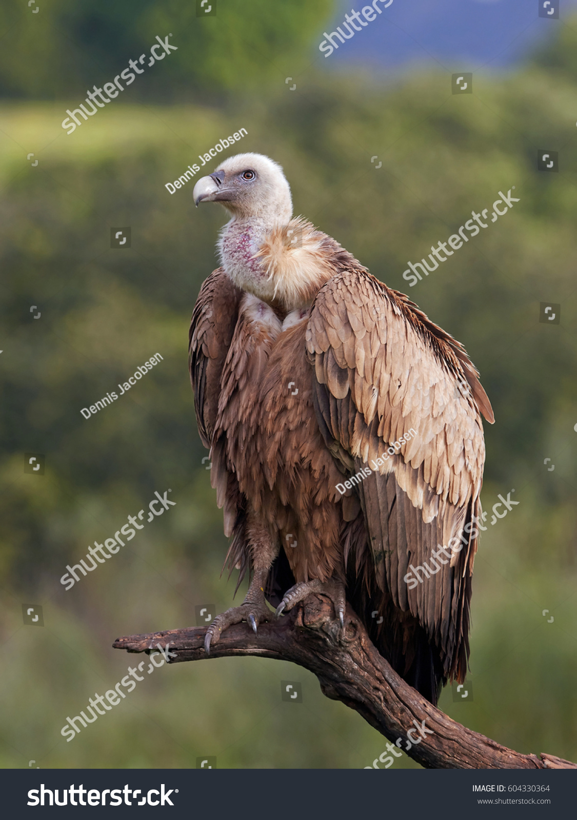 Griffon Vulture Gyps Fulvus Sitting On Stock Photo 604330364 | Shutterstock