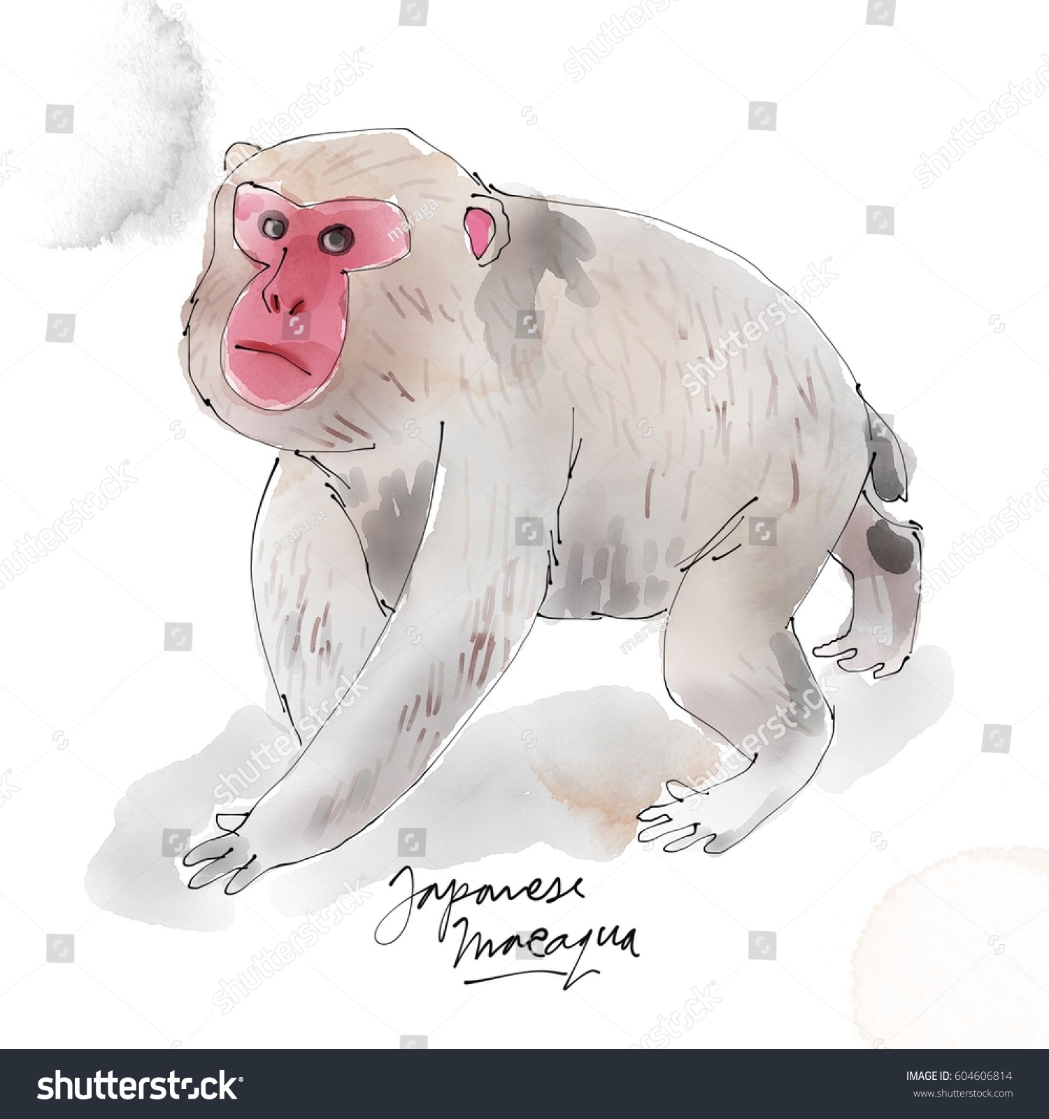 japanese macaque drawing