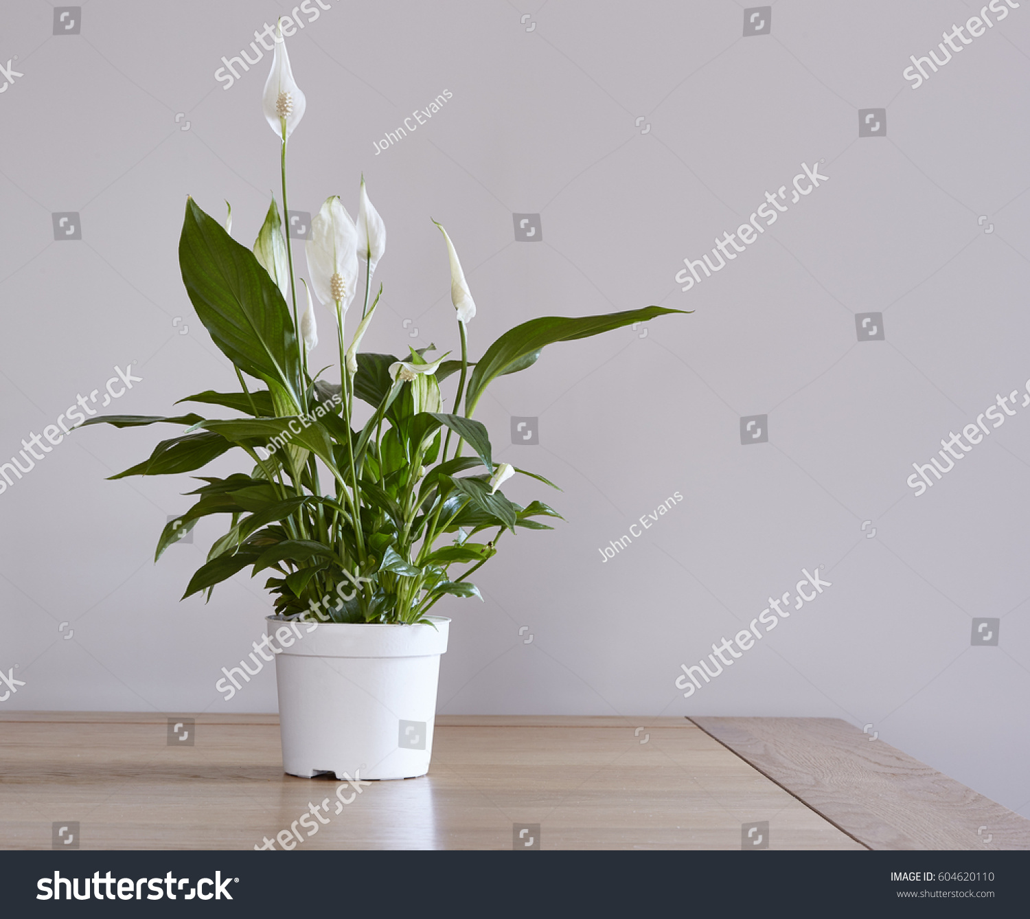 2 206 Peace Lily Indoors Images Stock Photos Vectors Shutterstock   Stock Photo A Pot Of A Peace Lily Houseplant On A Dining Table 604620110 