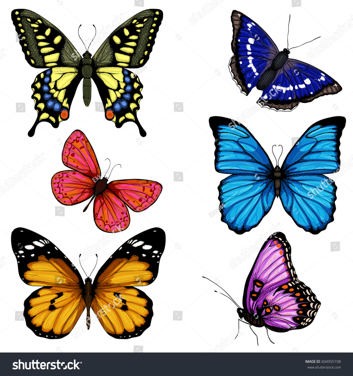 Бабочки для срисовки цветные