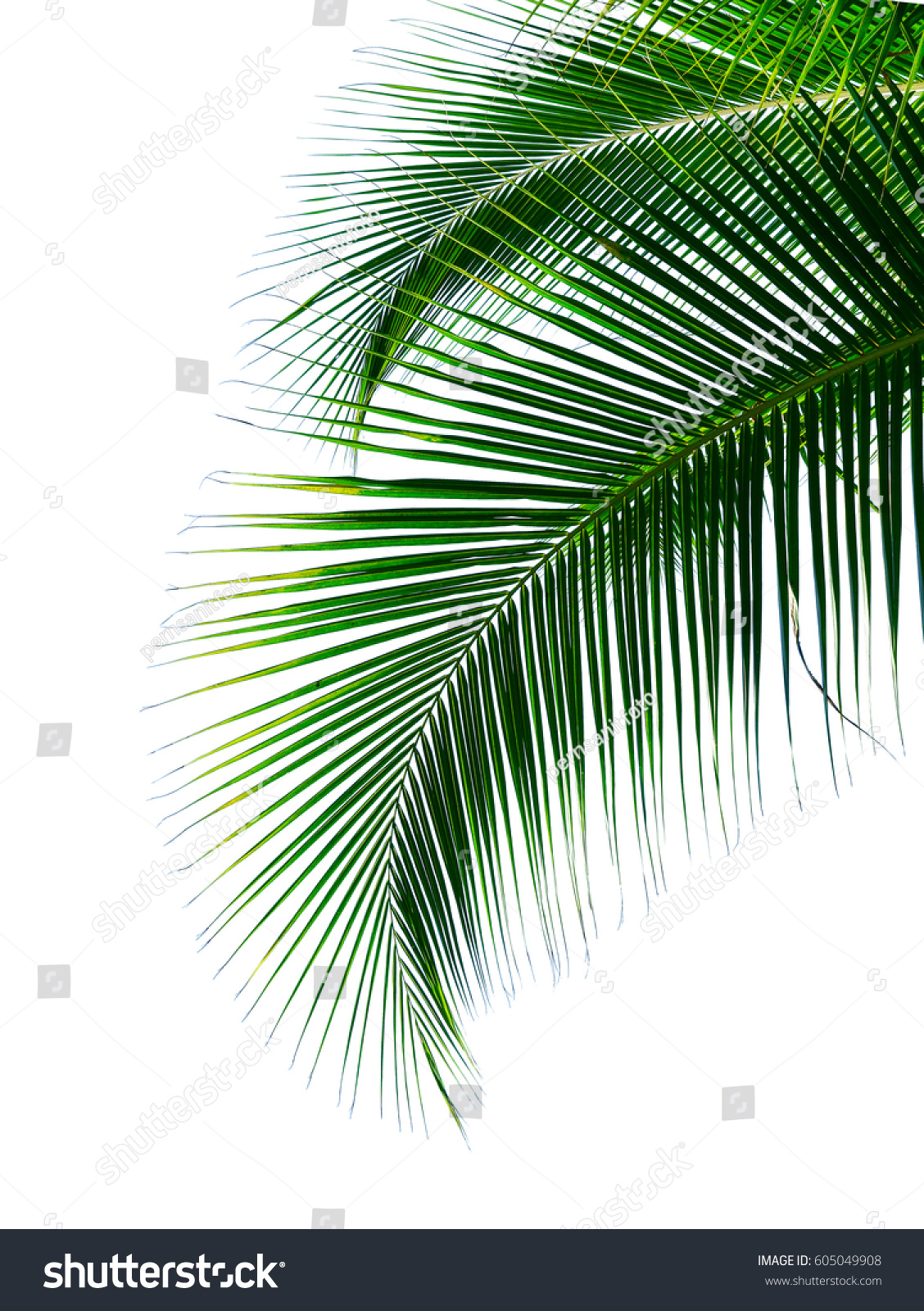 Tropical Coconut Palm Leaves Isolated On Stock Photo 605049908 ...