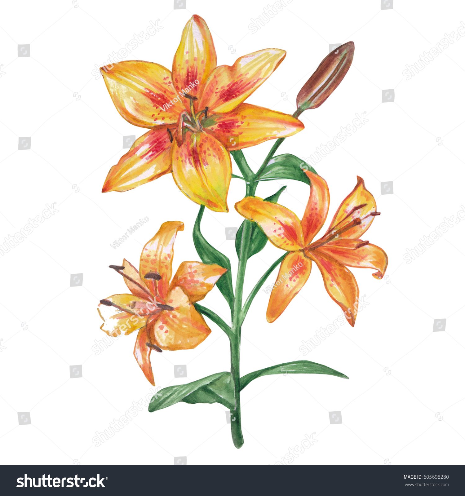 Yellow Watercolor Lily On White Background Stock Illustration 605698280 ...