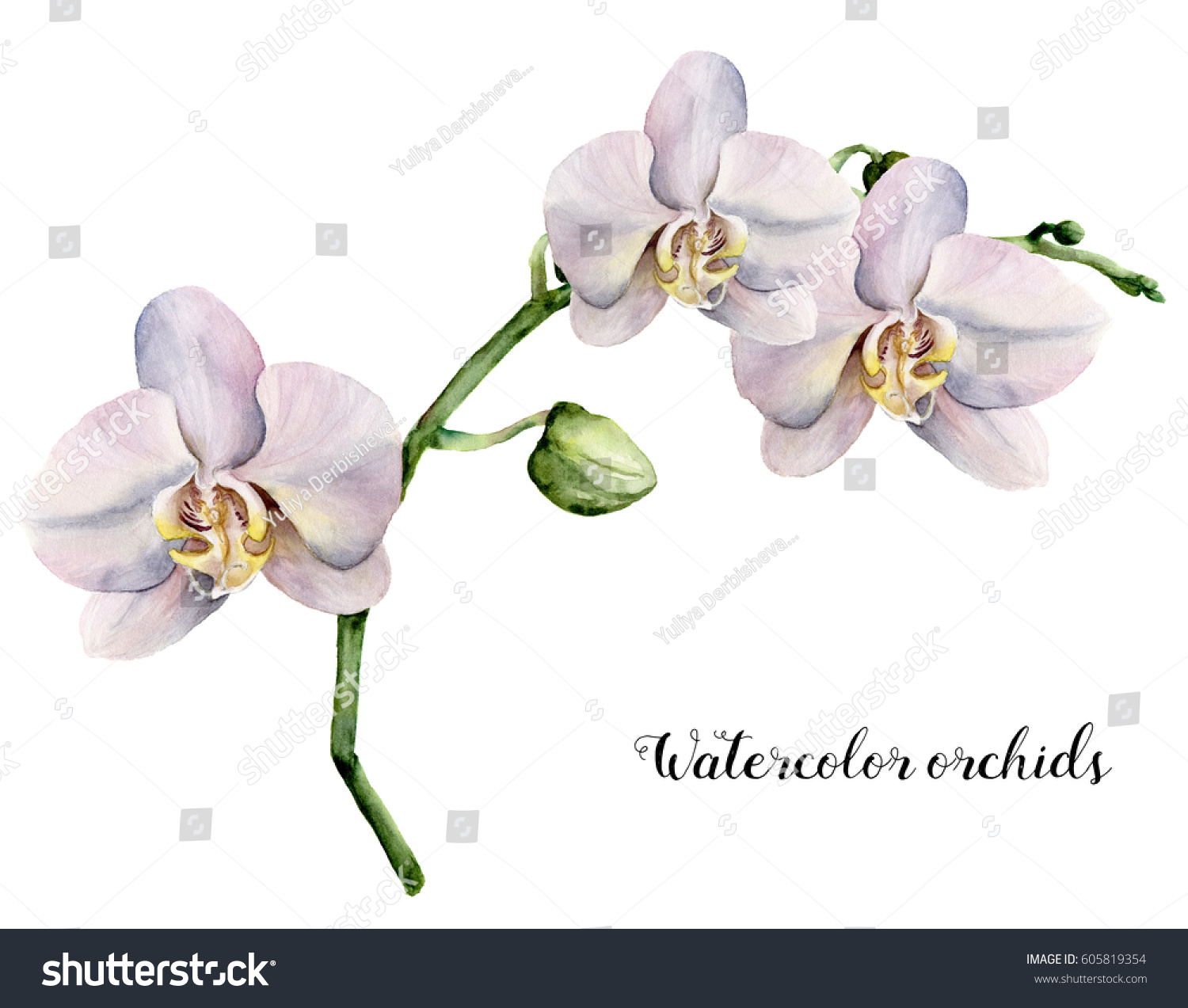 Watercolor Branch White Orchids Hand Painted Stock Illustration Watercolor Branch White Orchids Hand Painted Stock Illustration