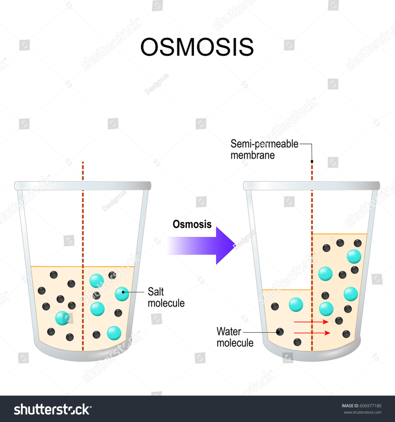 Osmosis Water Filter Vector Diagram Explanation Stock Vector (Royalty ...