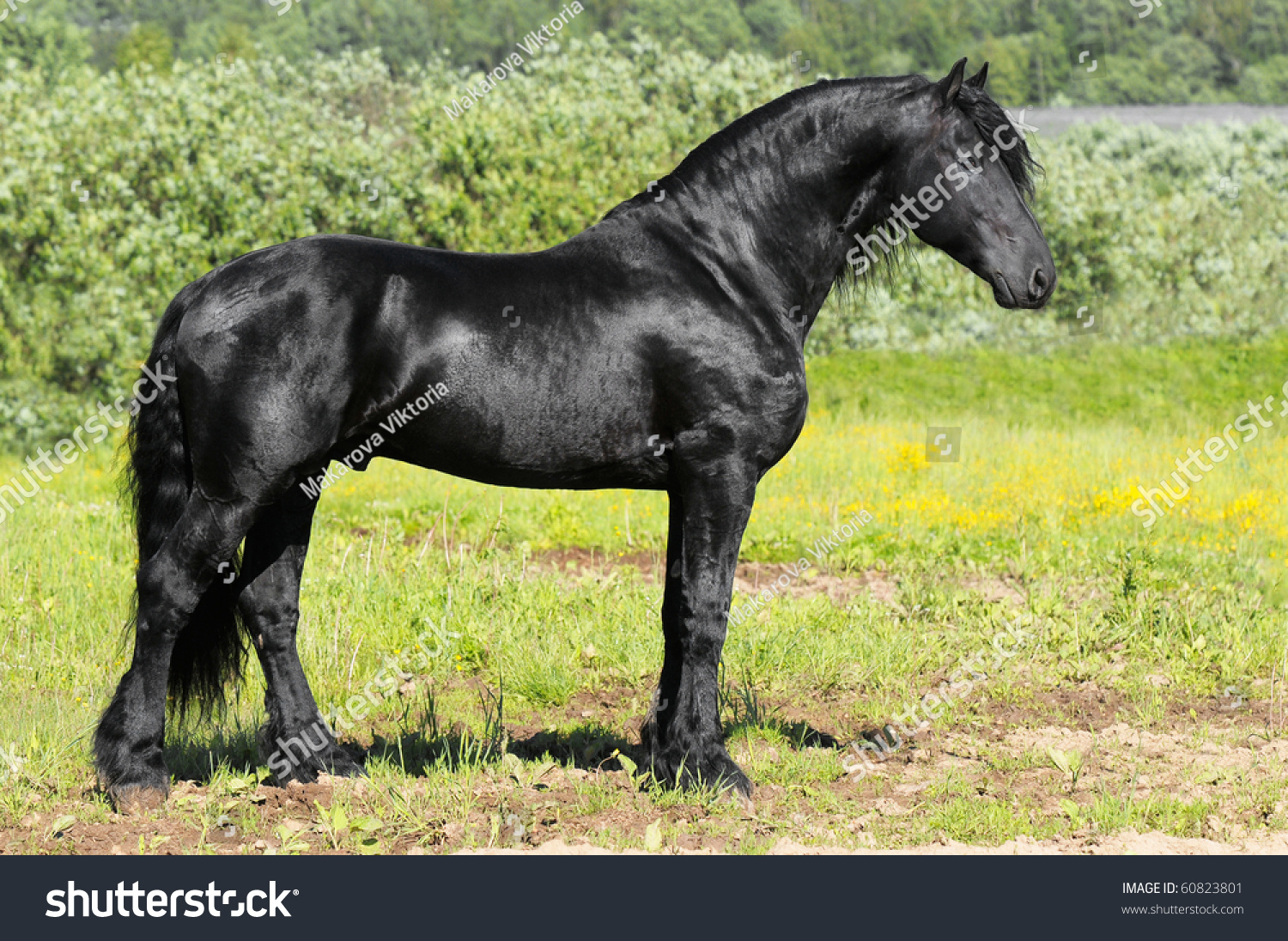 Фризская лошадь масти