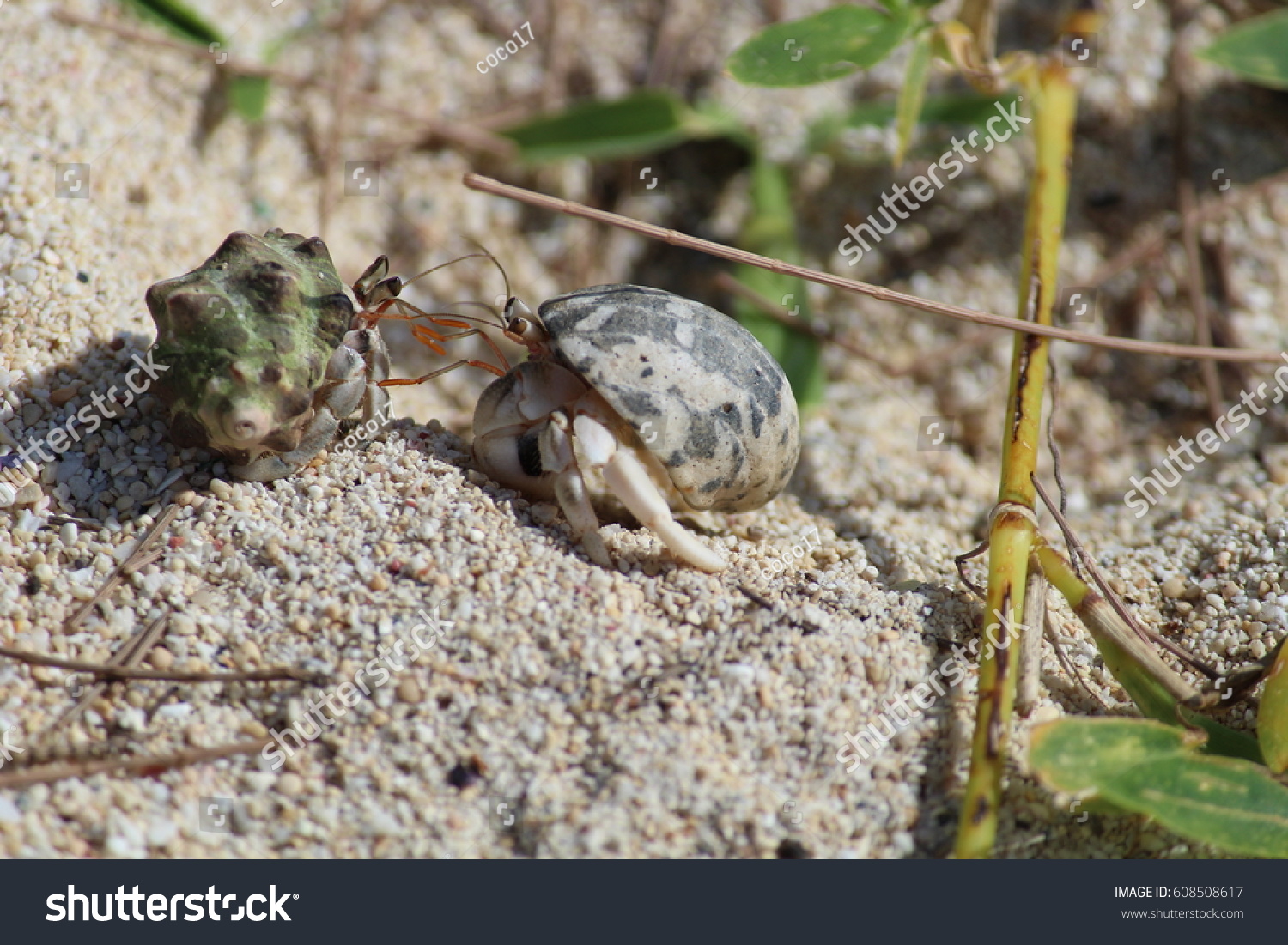 Hermit Crabs On Beach Okinawa Japan Stock Photo Shutterstock