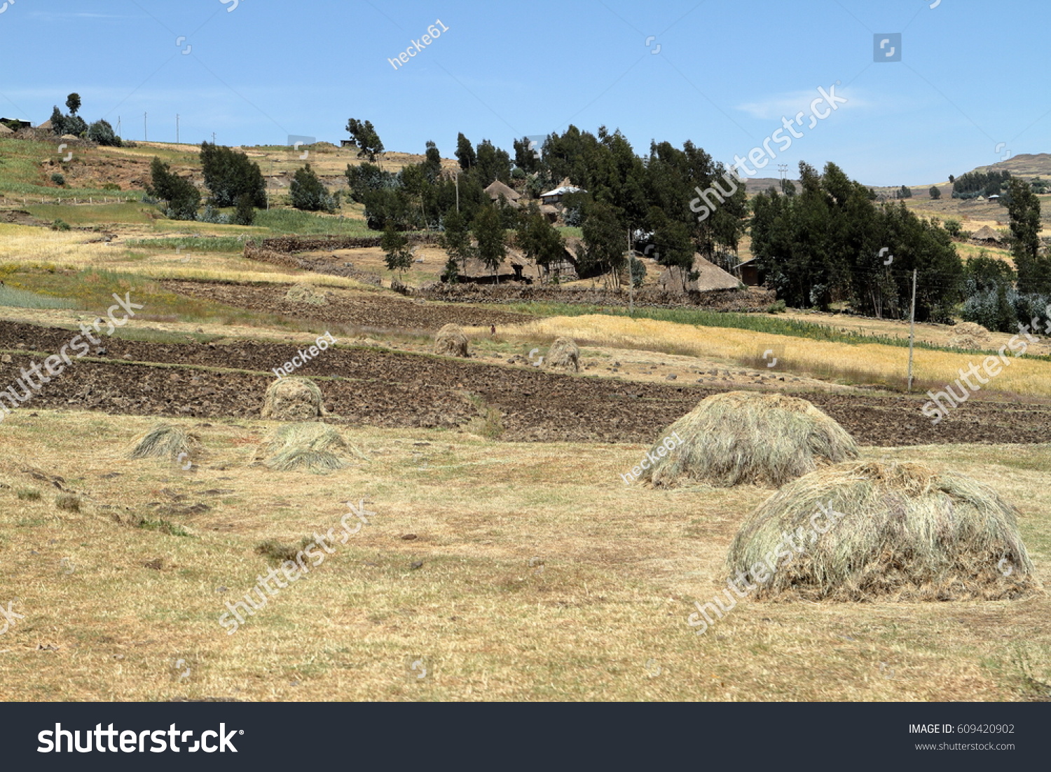 Agriculture Crop Fields Ethiopia Stock Photo 609420902 Shutterstock   Stock Photo Agriculture And Crop Fields In Ethiopia 609420902 