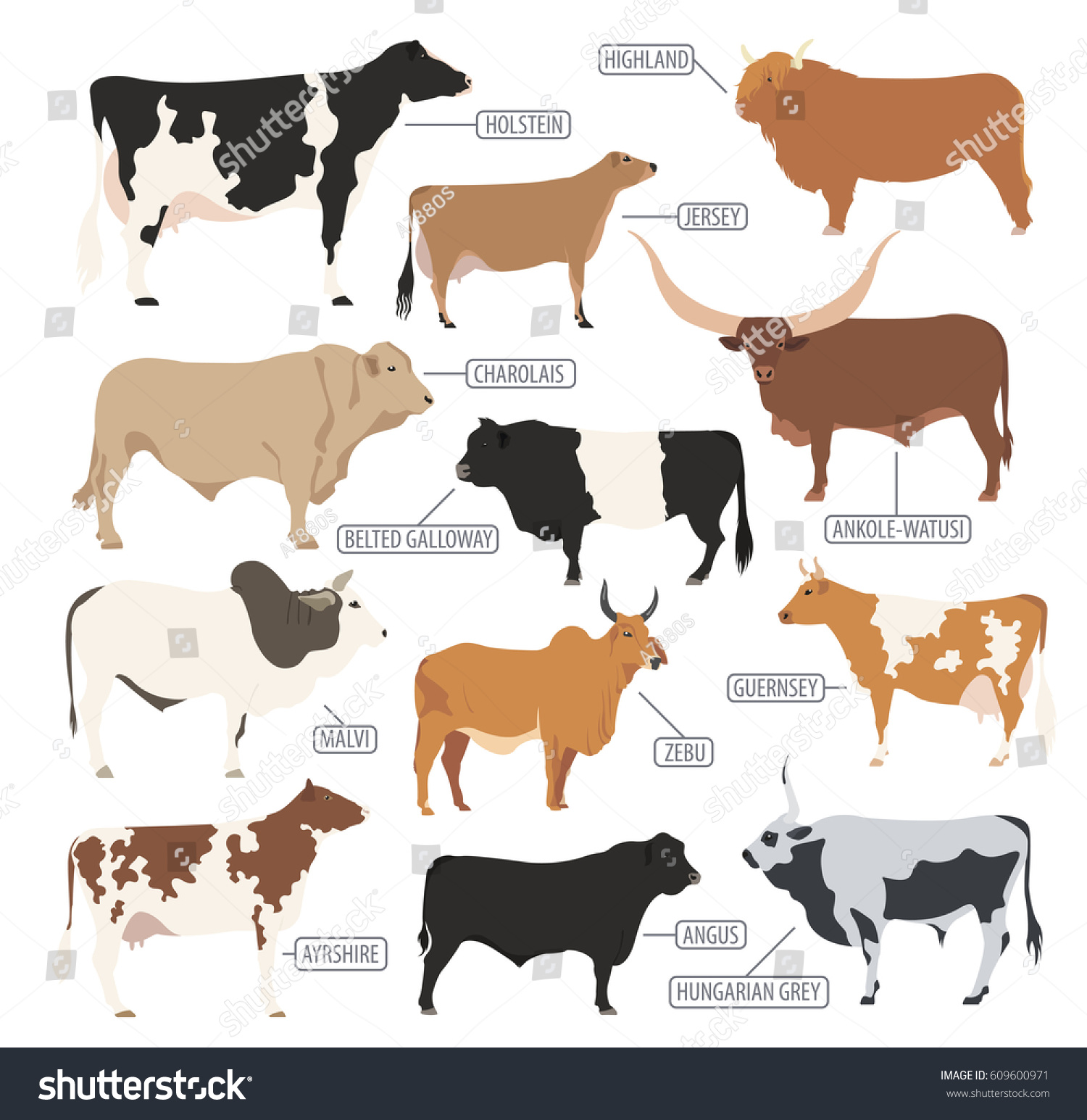 Cattle Breeding Farming Cow Bulls Breed Stock Vector (Royalty Free ...