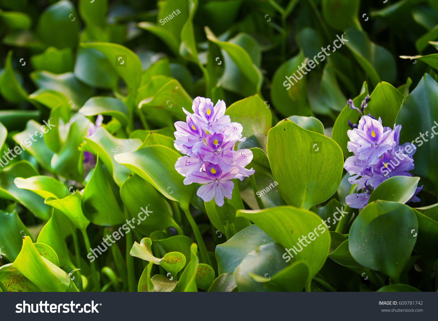 Eichhornia Alapuzha Backwaters Kerala India Stock Photo 609781742 ...