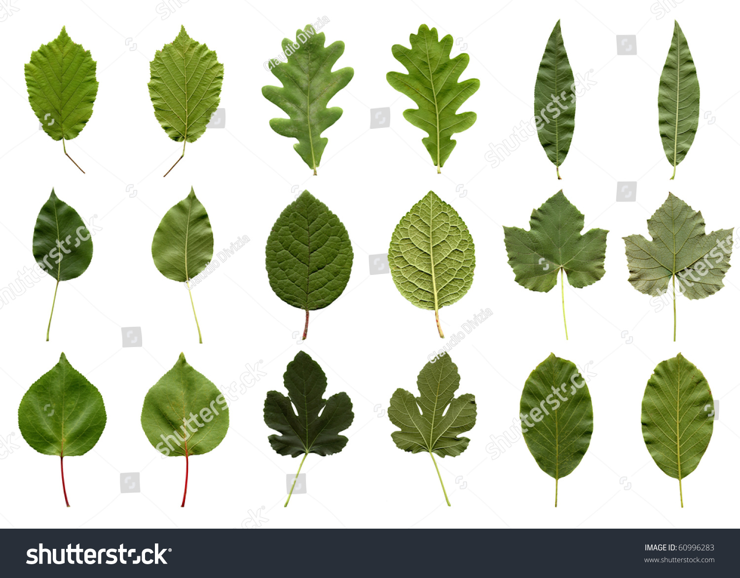 Tree Leaves Collage Isolated Over White Stock Photo 60996283 | Shutterstock