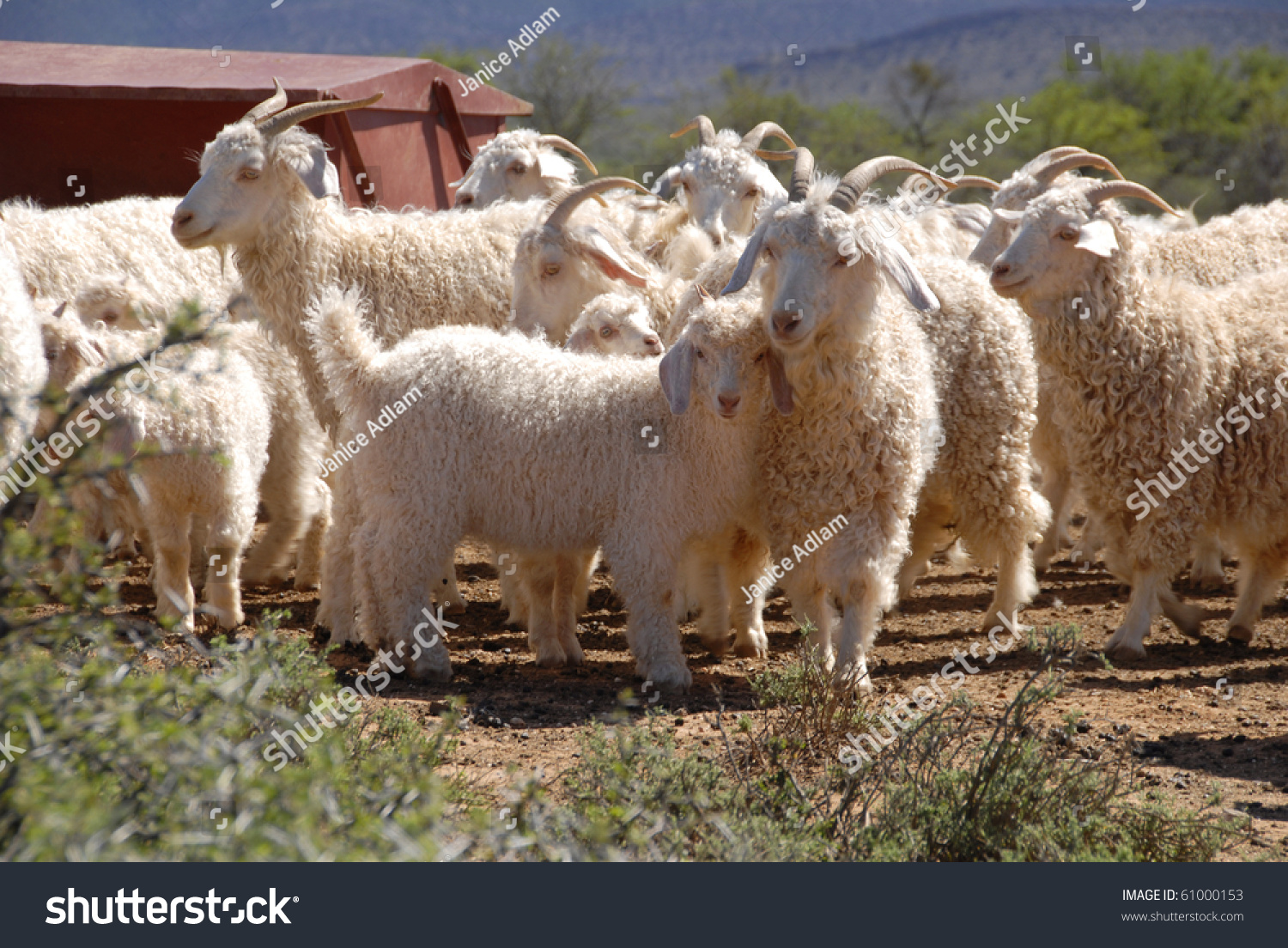 Flock Angora Goats Karoo Western Cape Stock Photo 61000153 Shutterstock