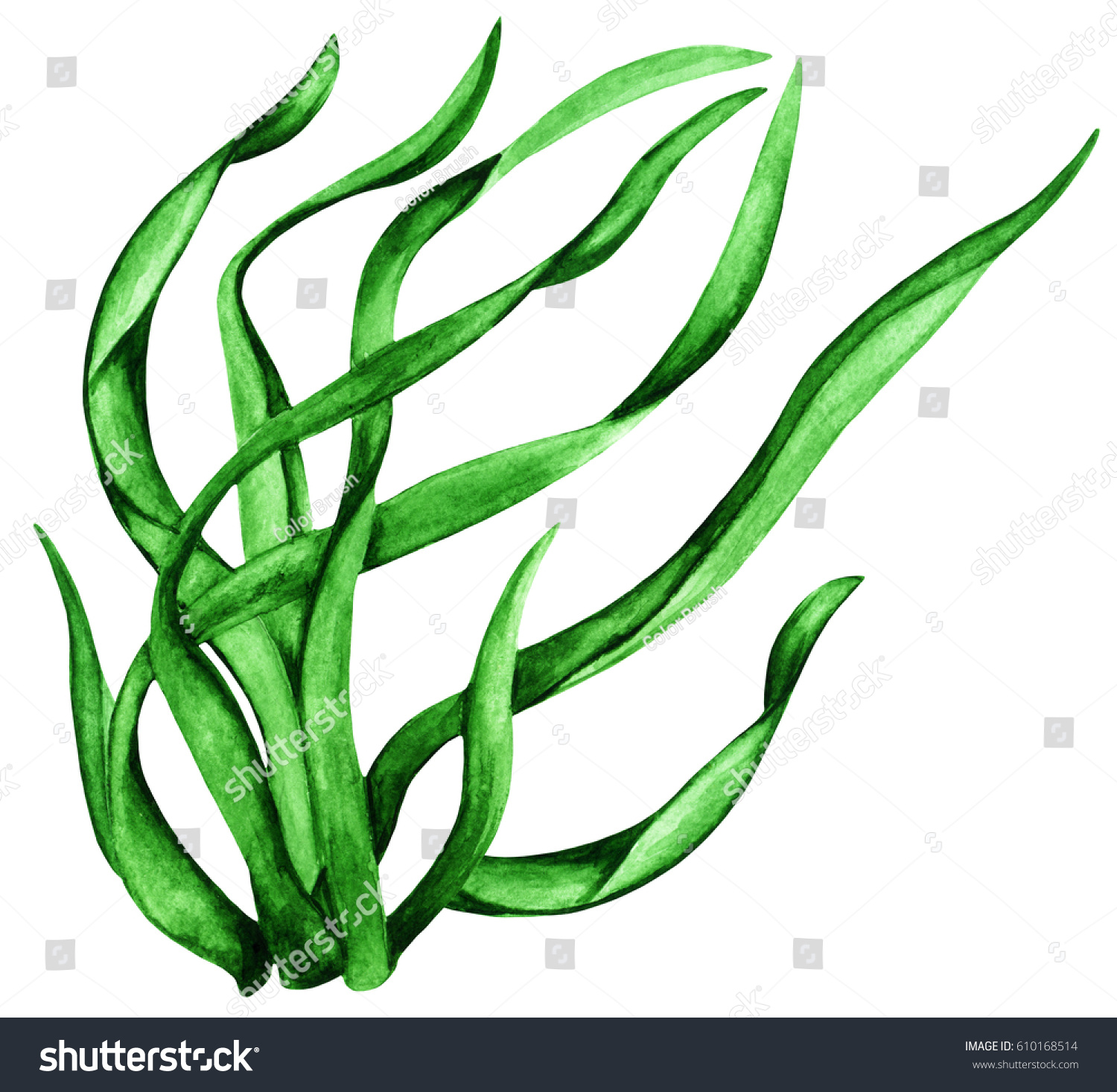 Watercolor Green Seaweed Grass Close Plant Stock Illustration 610168514 ...