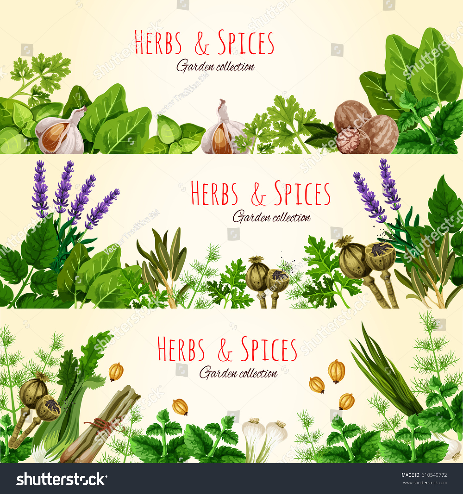 Green Herbs Spices Cartoon Banner Set Stock Vector (Royalty Free ...