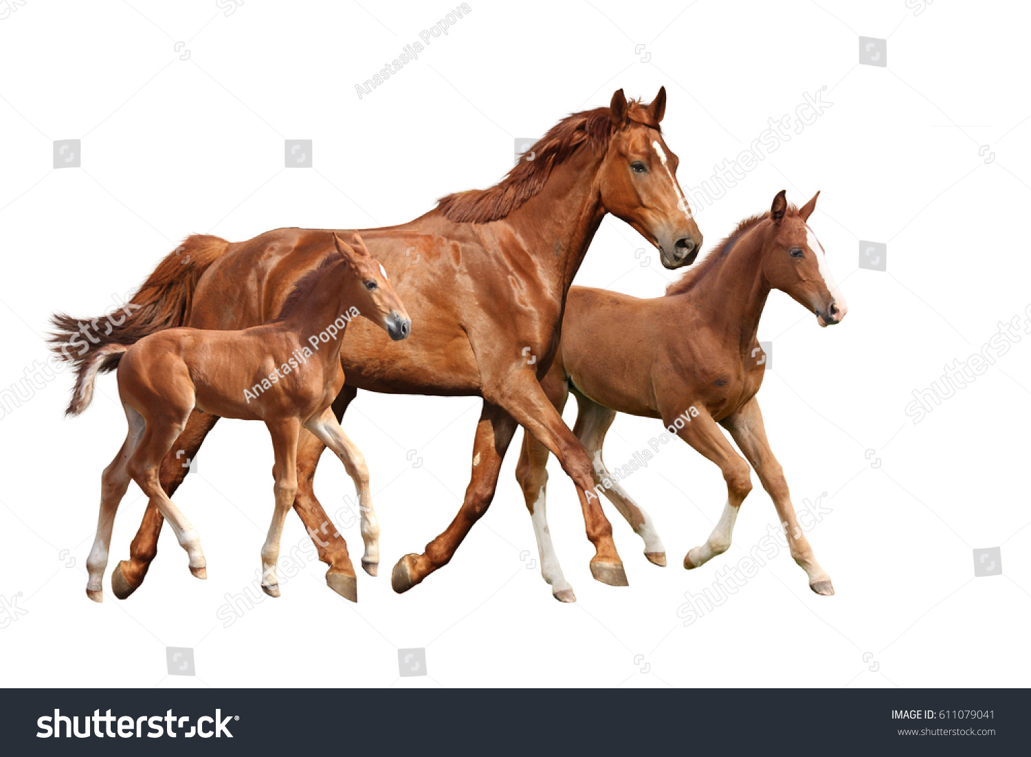 Две лошади на белом фоне