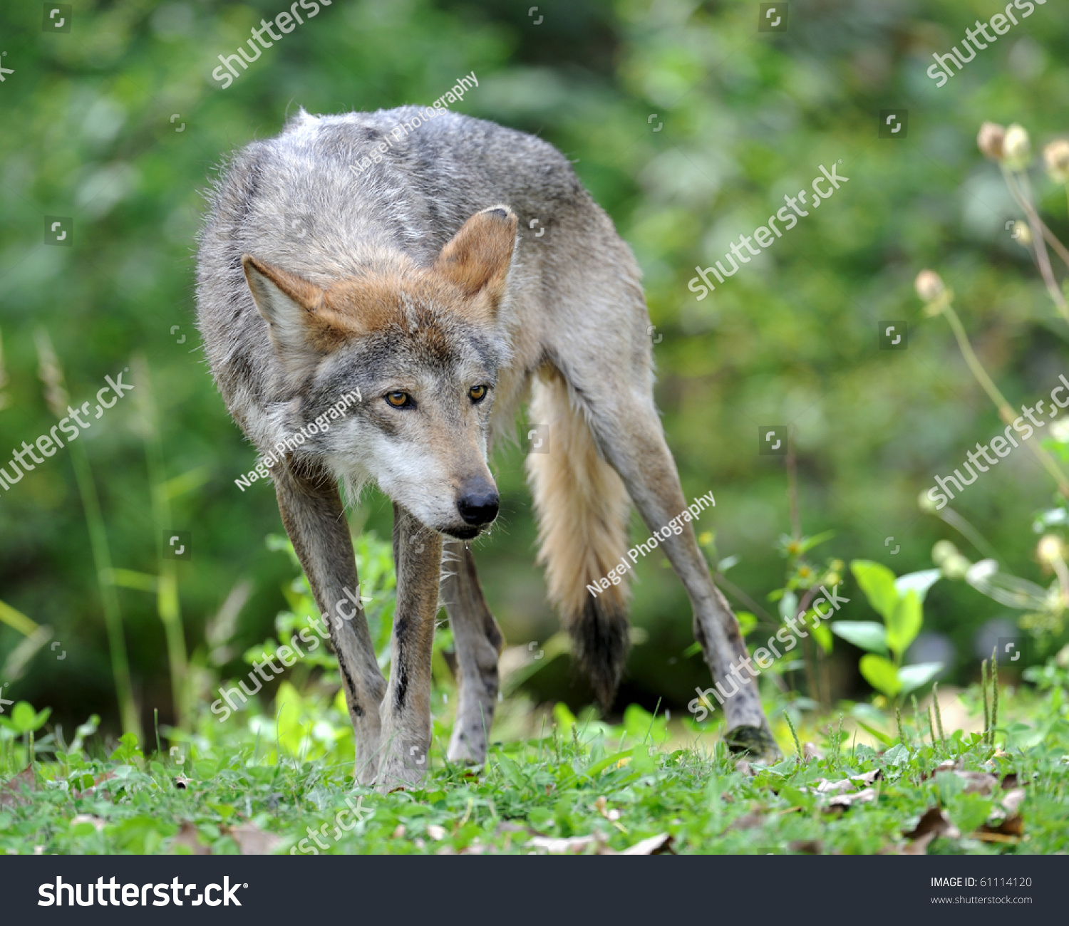 Mexican Gray Wolf Canis Lupus Baileyi Stock Photo 61114120 | Shutterstock