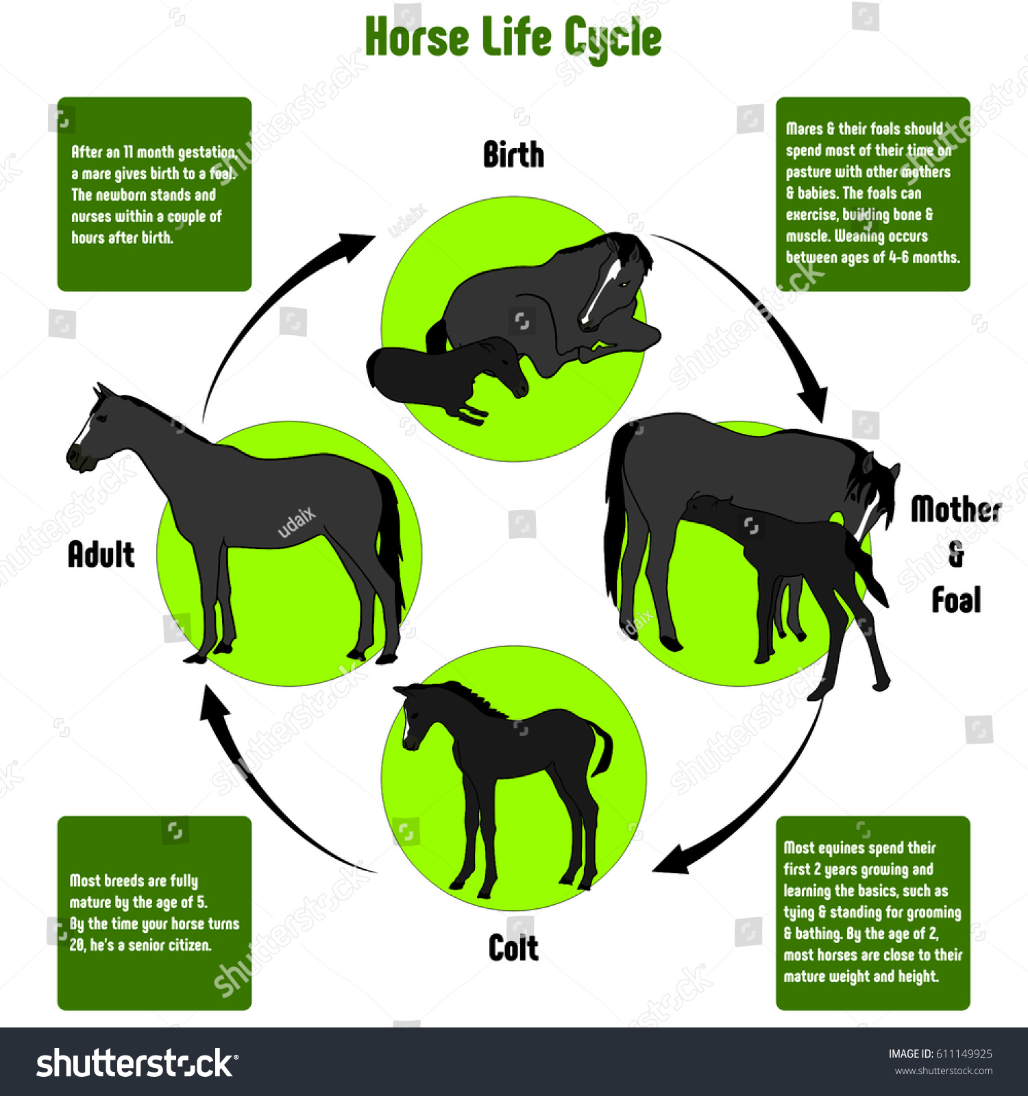 horse cycle for baby