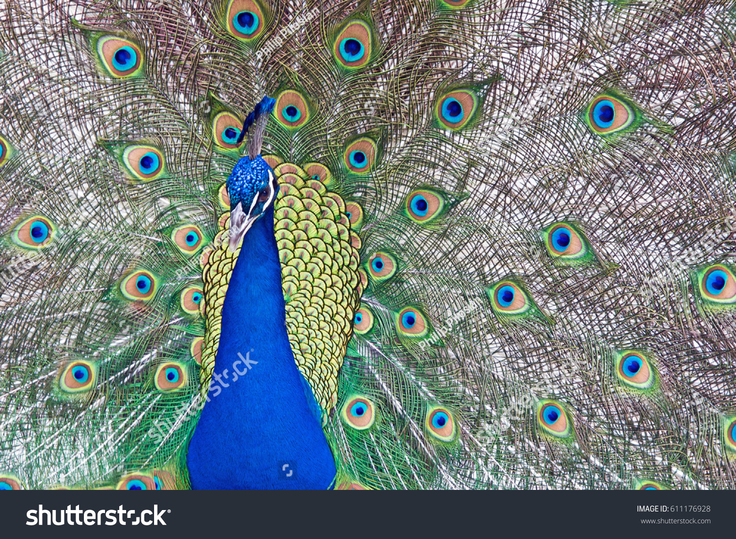 Indian Peacock Displays Train Part Mating Foto Stok 611176928 ...