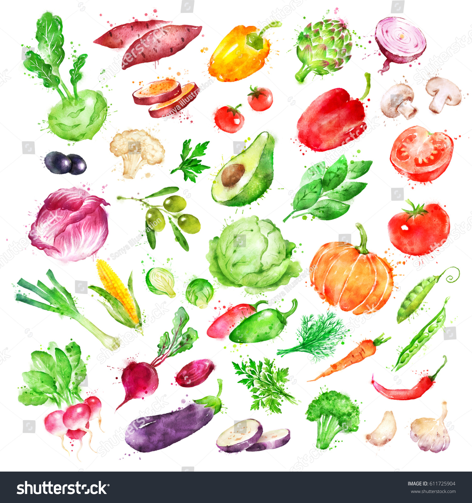 Hand Drawn Watercolor Illustration Set Vegetables Stock Illustration ...