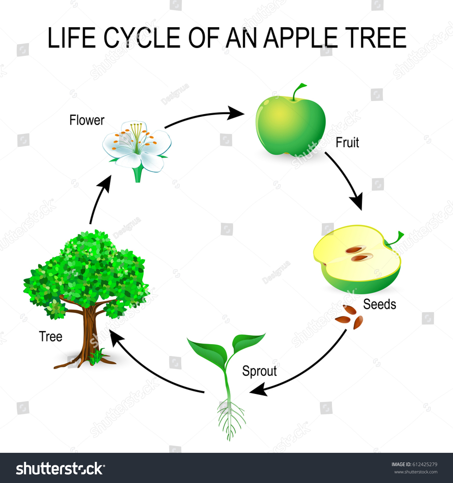 Жизненный цикл яблони схема