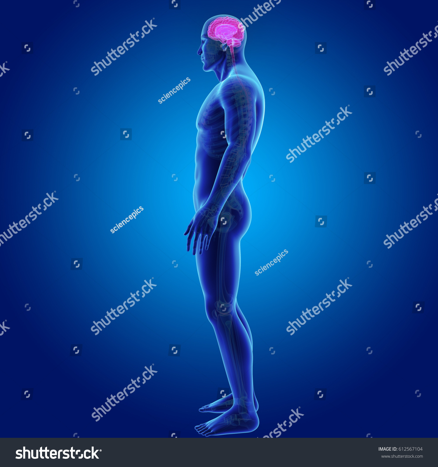 Human Brain Lateral View 3d Illustration Stock Illustration 612567104 Shutterstock 3796