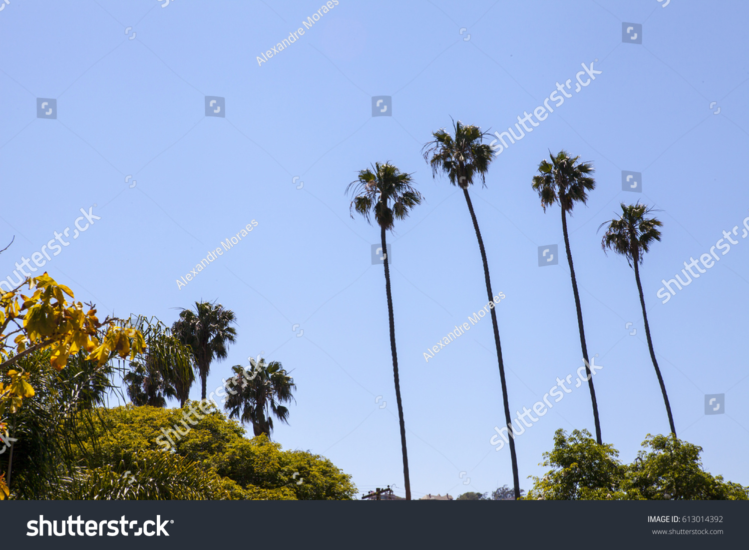 Los Angeles California Palm Trees Stock Photo 613014392 | Shutterstock