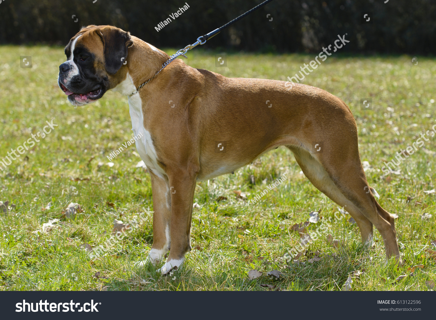 Boxer. Немецкий боксёр породы собак. Дог и боксер. Немецкий боксер рыжий. Гладкошерстный боксер.