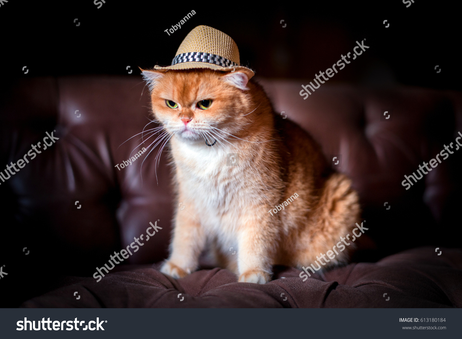 cat in orange hat