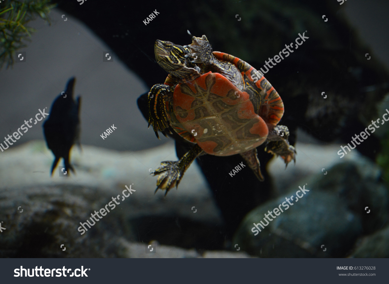 434 Painted Turtle Swimming Stock Photos Images Photography   Stock Photo Painted Turtle 613276028 