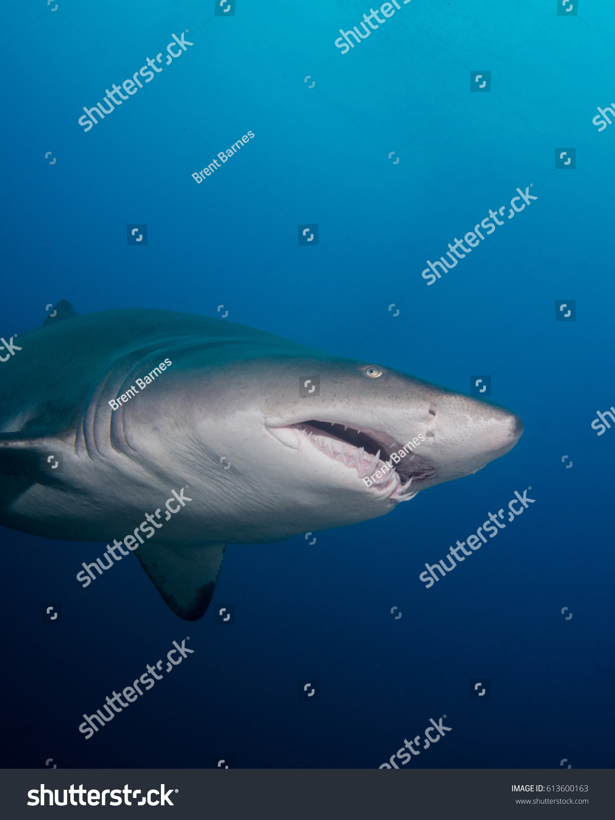 Sand Tiger Shark Outer Banks Stock Photo 613600163 Shutterstock