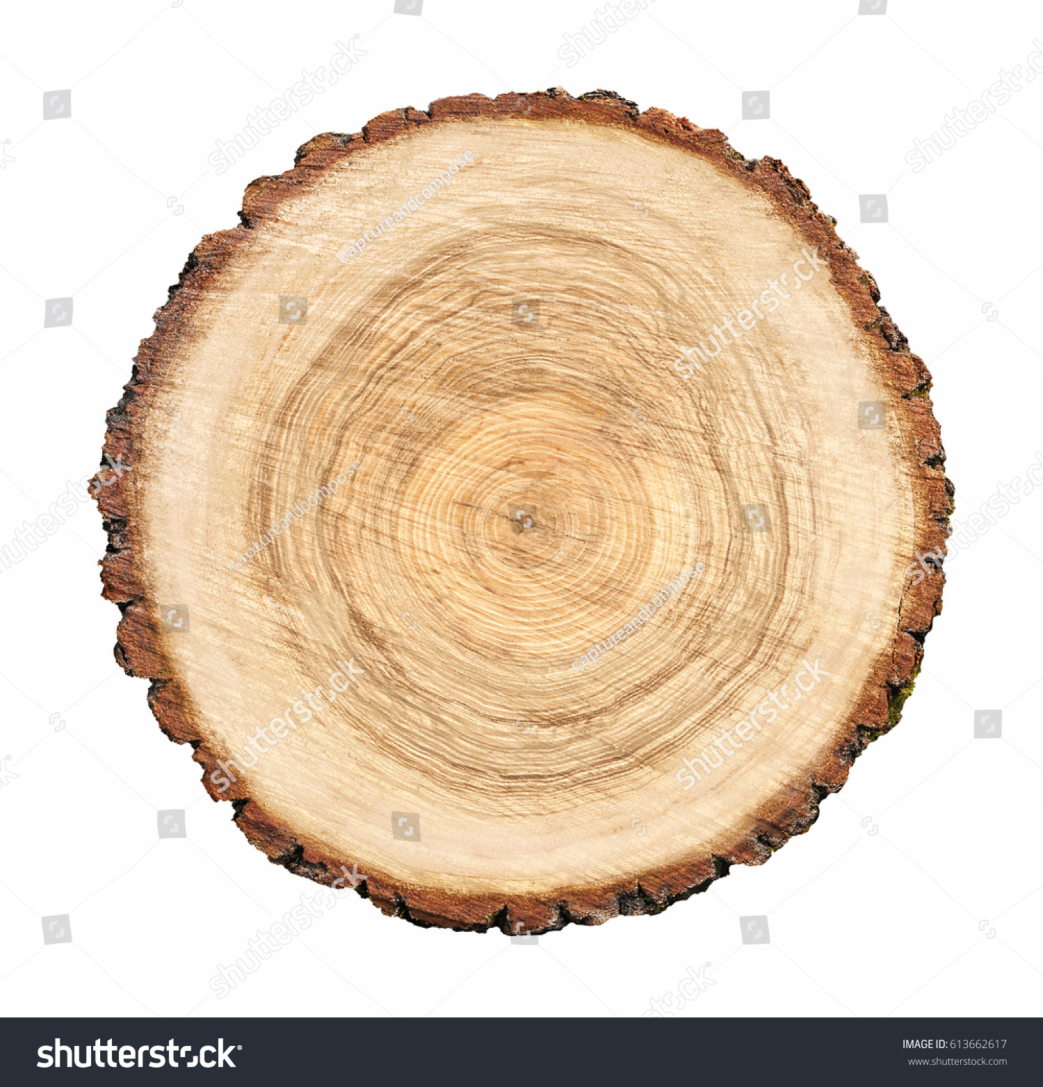 Large Circular Piece Wood Cross Section Stock Photo 613662617 ...