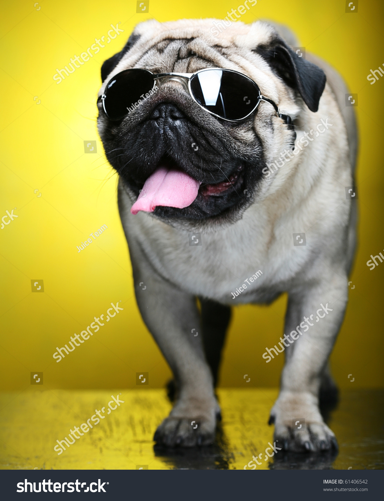 pugs shoots sunglasses