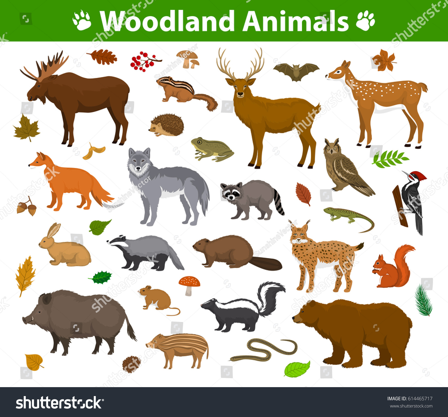 Лесные животные Flashcards