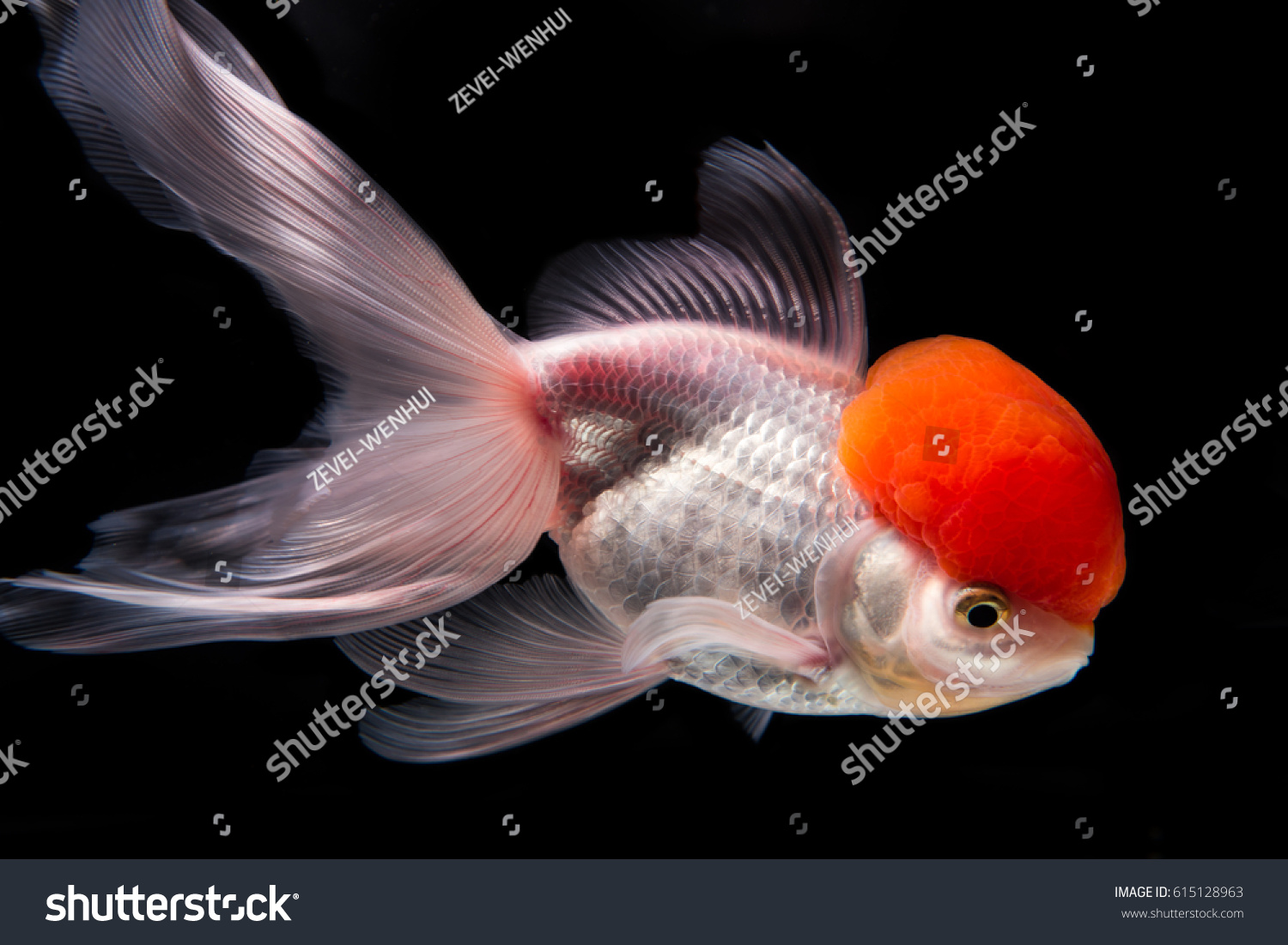 Аквариумная рыбка Оранда красная шапочка