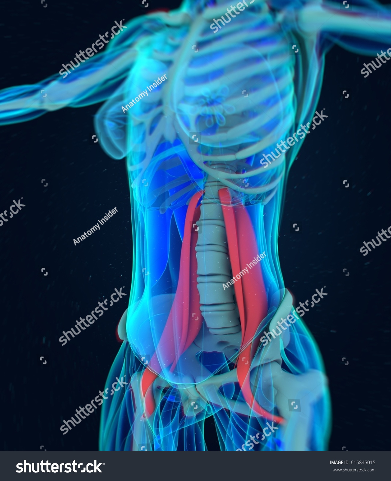 Female Psoas Muscle Soul Muscle Human Stock Illustration 615845015 Shutterstock 6715