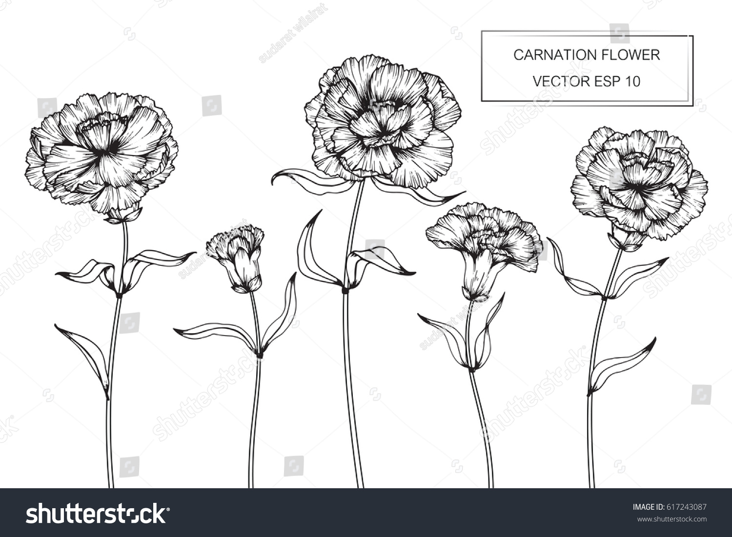 Hand Drawing Carnation Flowers Vector Illustration Stock Vector ...