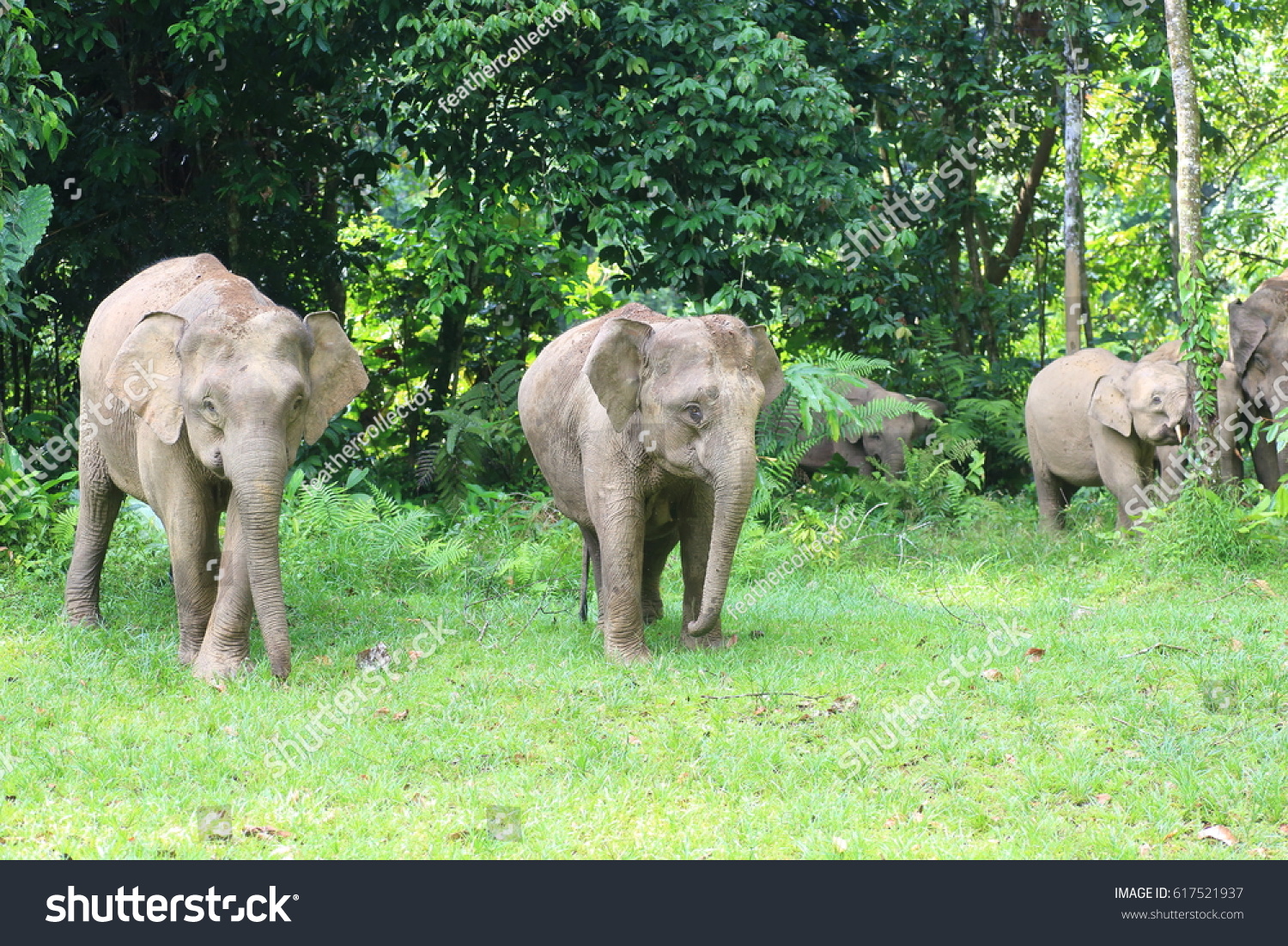 Borneo Elephant Elephas Maximus Borneensis Sabah Stock Photo 617521937