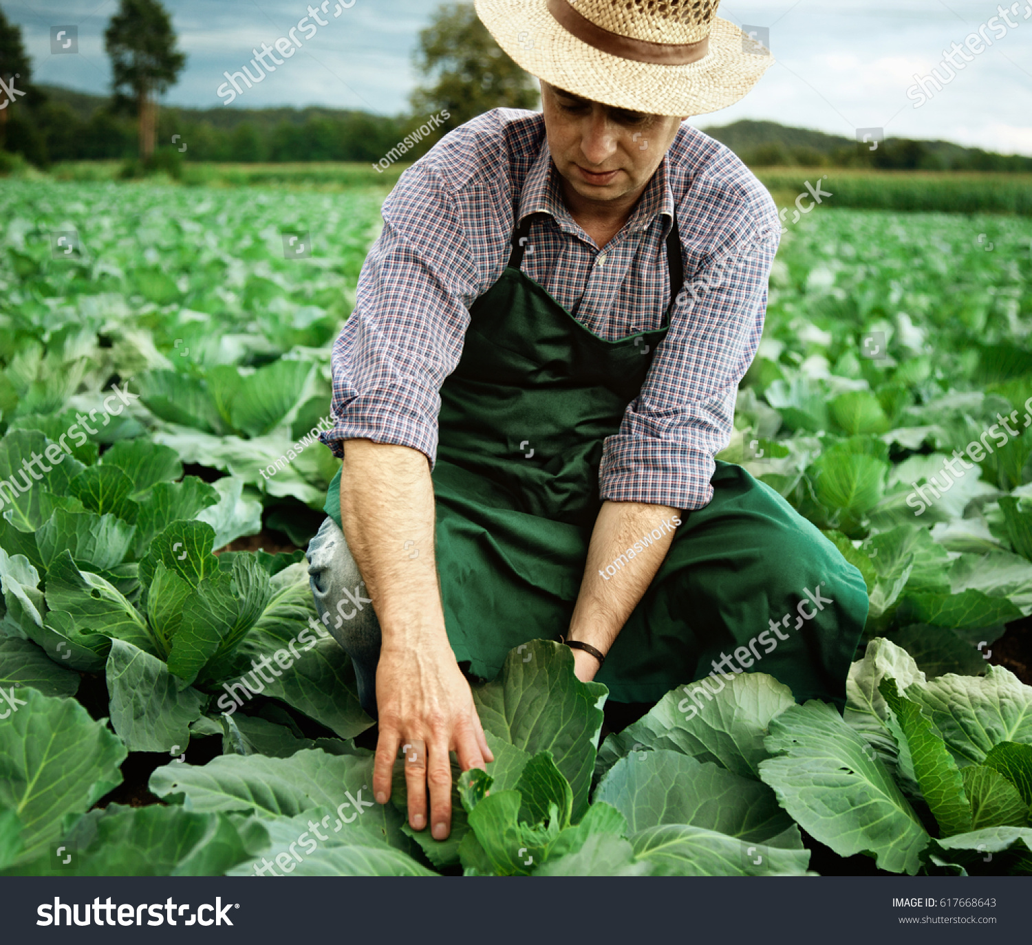 Стал сильный фермер. Фермер. Фермер в поле. Фермер со спины. Фермер и растения.