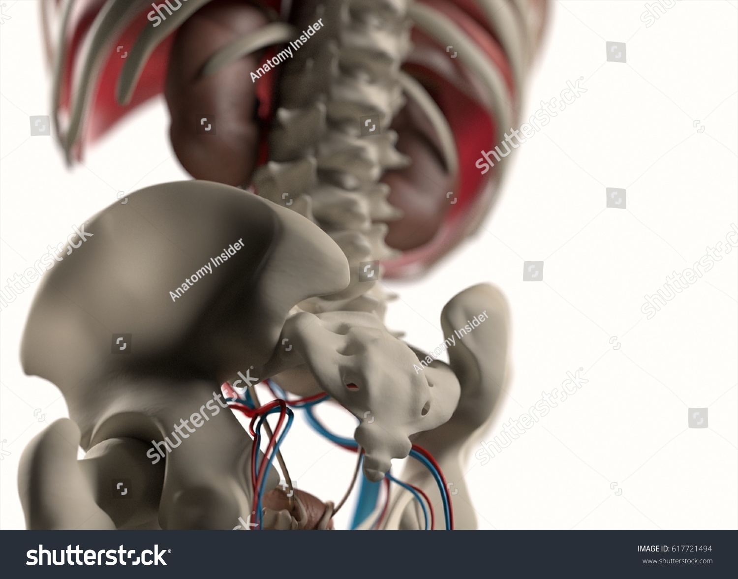 anatomy of back and hips