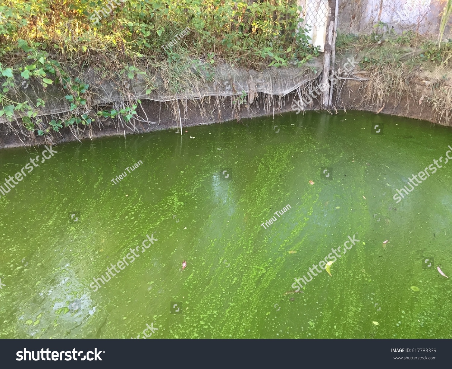 Harmful Algae Bloom Aquaculture Pond Stock Photo 617783339 | Shutterstock