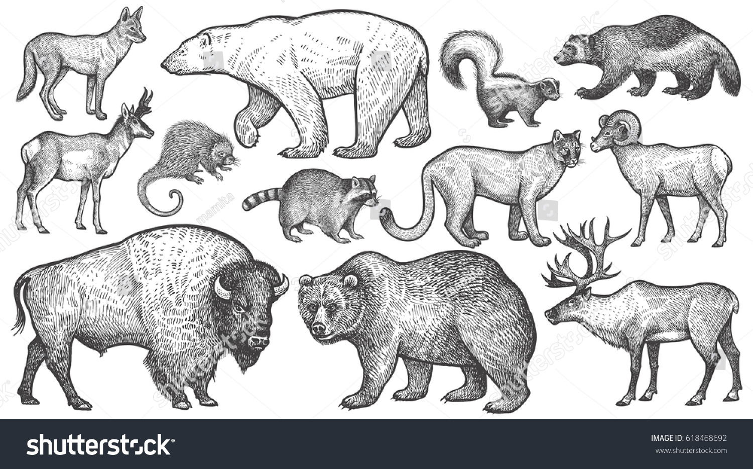 Рисунки животных Северной Америки